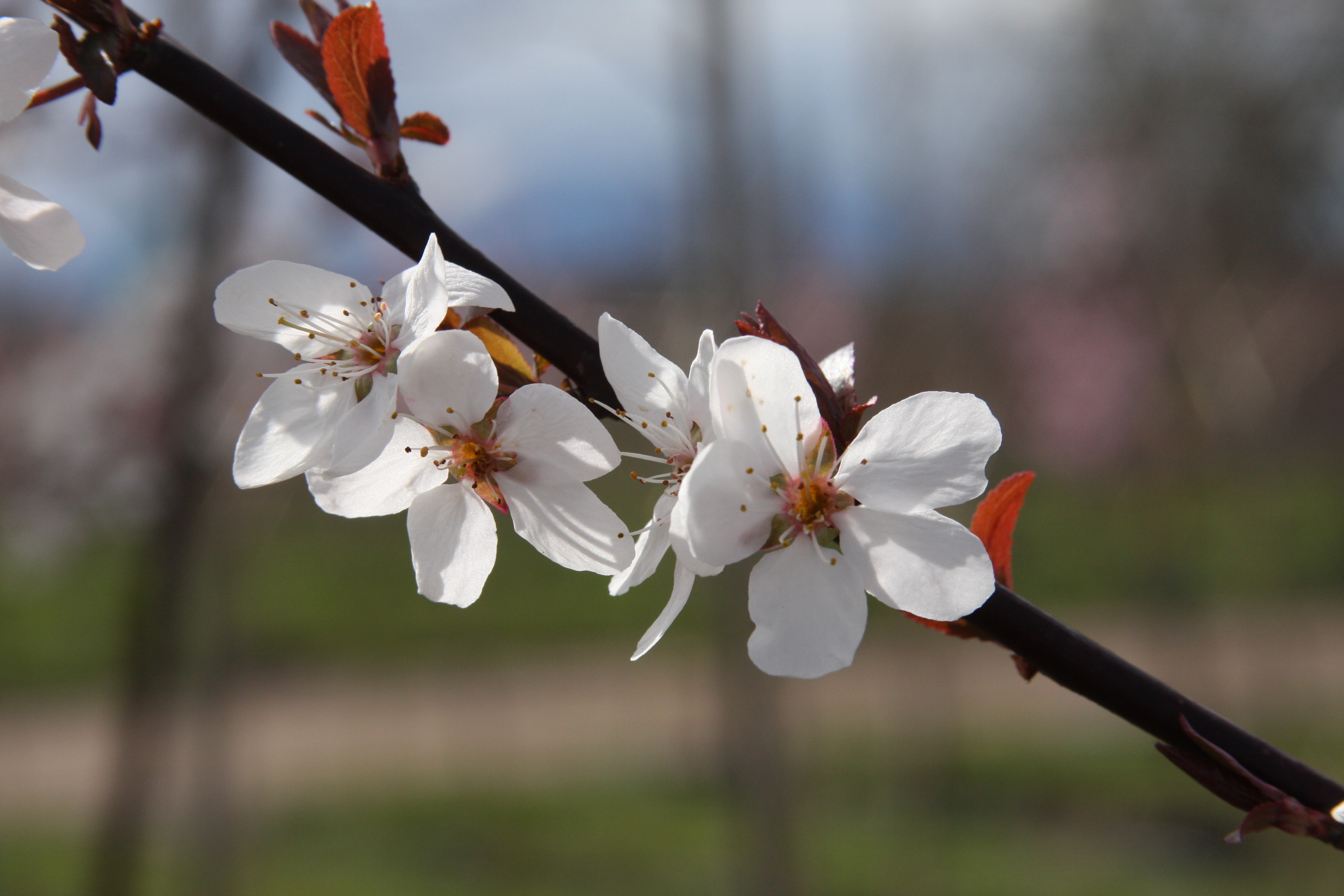 Crimson Pointe Flowering Plum Bayard Cutting Arboretum Collection