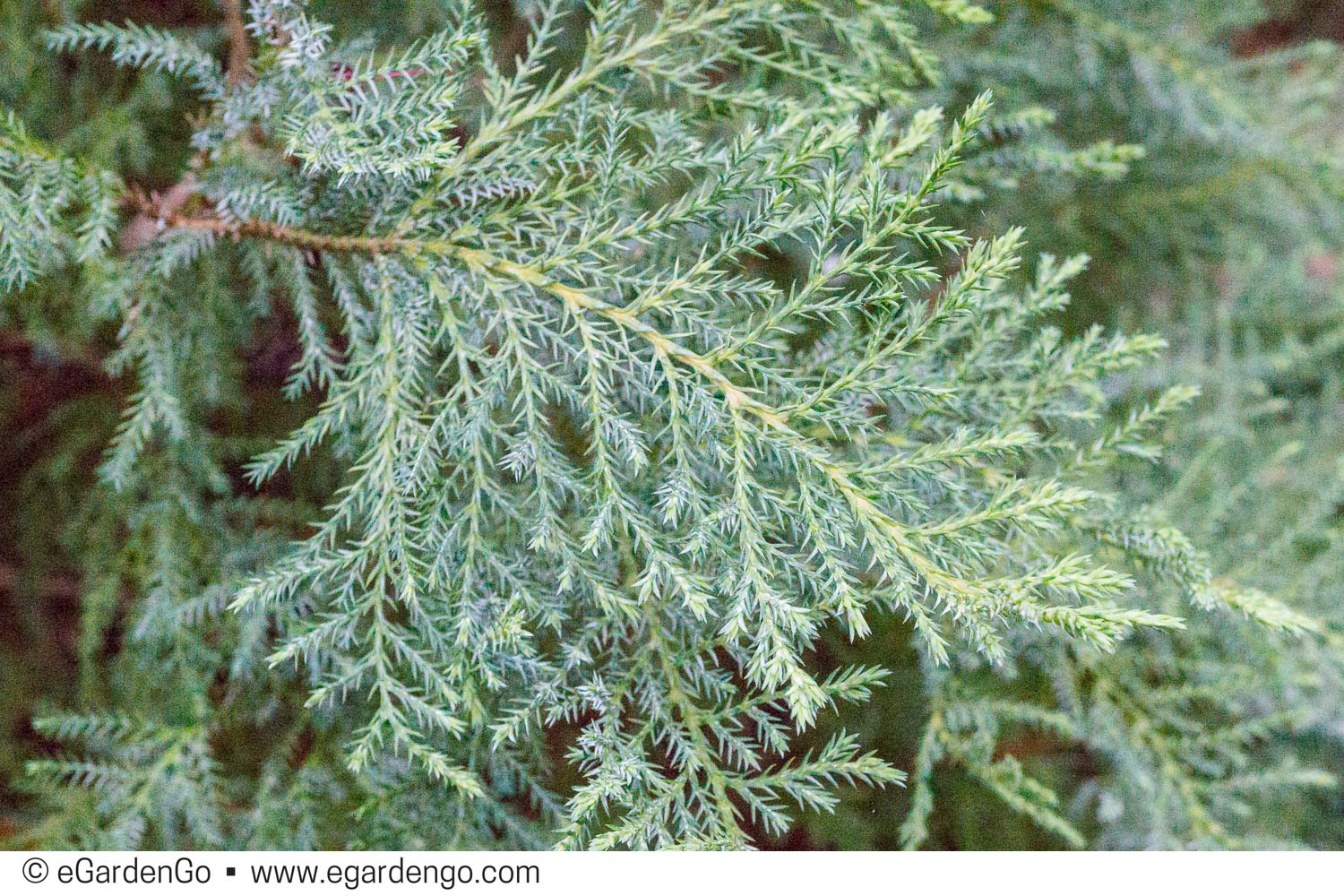 SAWARA CYPRESS Bayard Cutting Arboretum